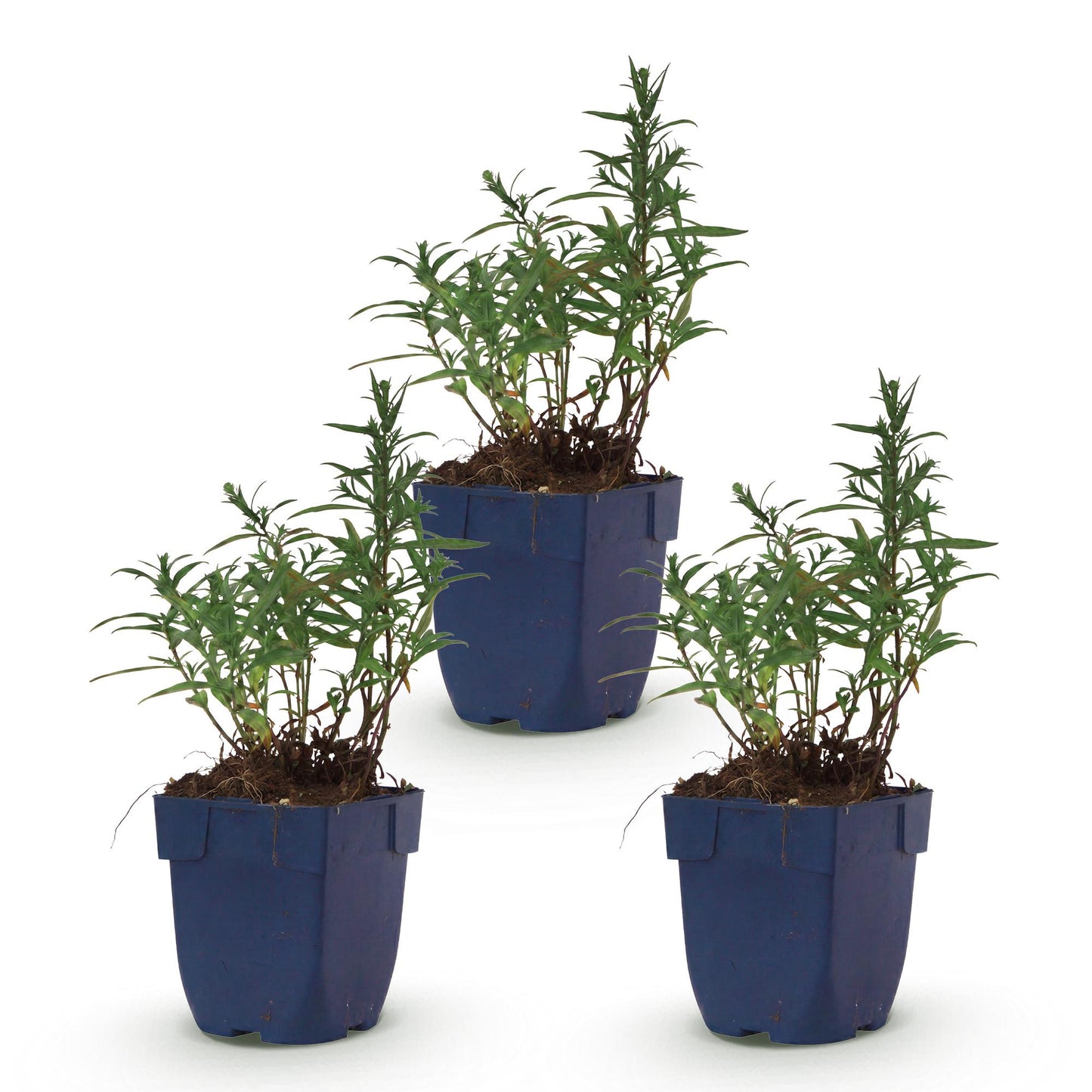 Aster de mer Schneekissen : Lot de 3 jeunes plants d'aster vivace en pot, feuillage vert, prêts à planter, sur fond blanc.