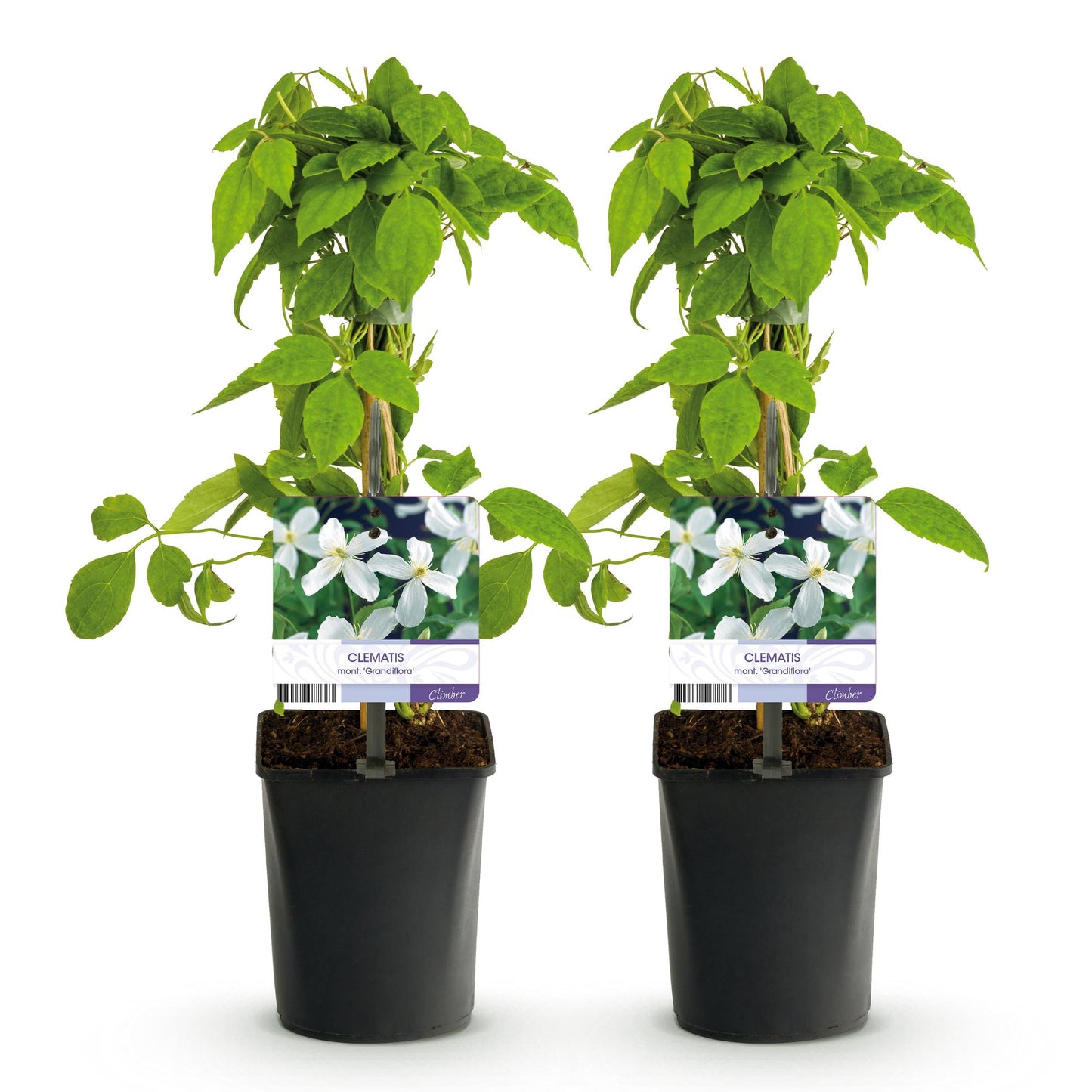Clematis armandii, deux jeunes plants en pot avec des étiquettes montrant ses fleurs blanches, sur un fond blanc uni.