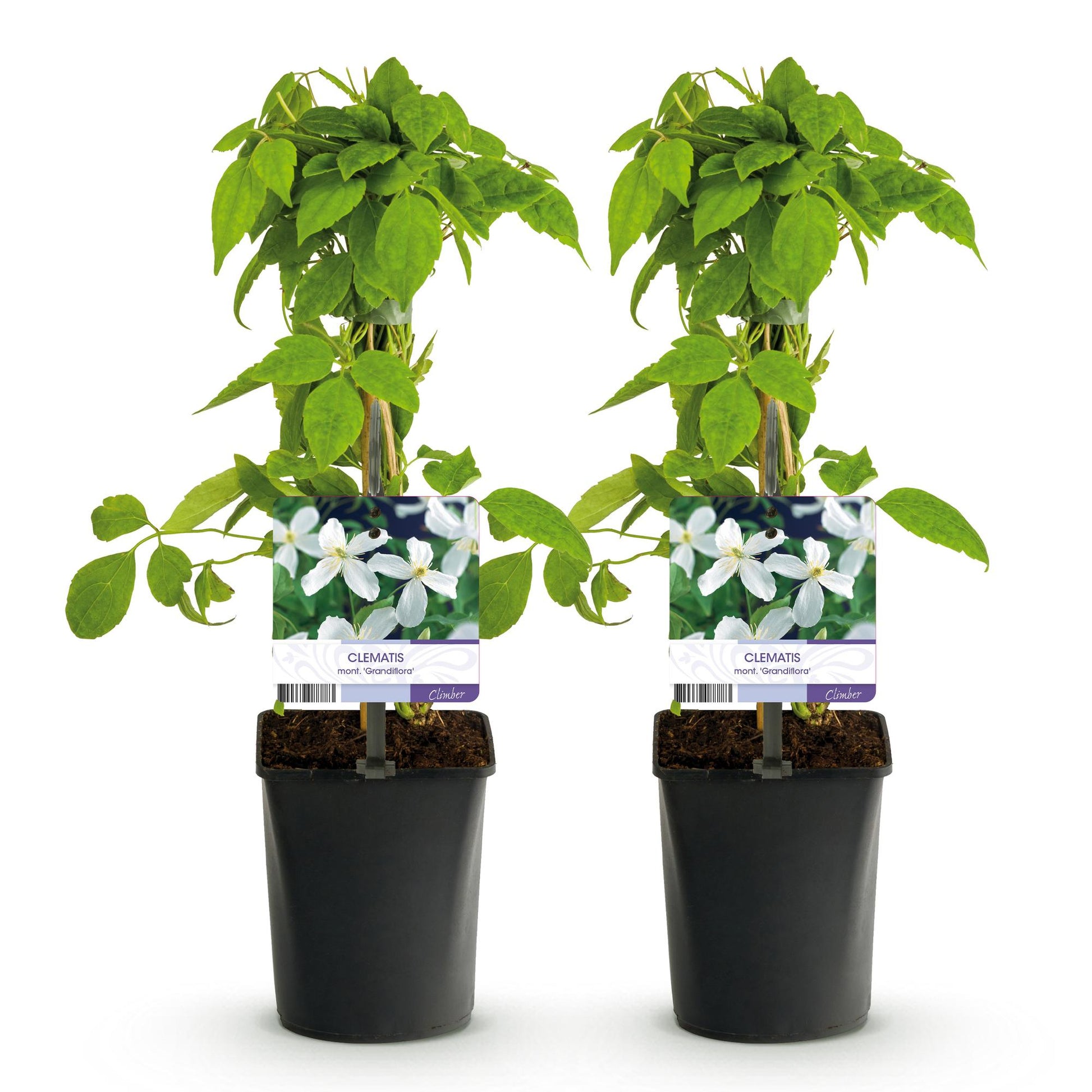 Clematis armandii, deux jeunes plants en pot avec des étiquettes montrant ses fleurs blanches, sur un fond blanc uni.
