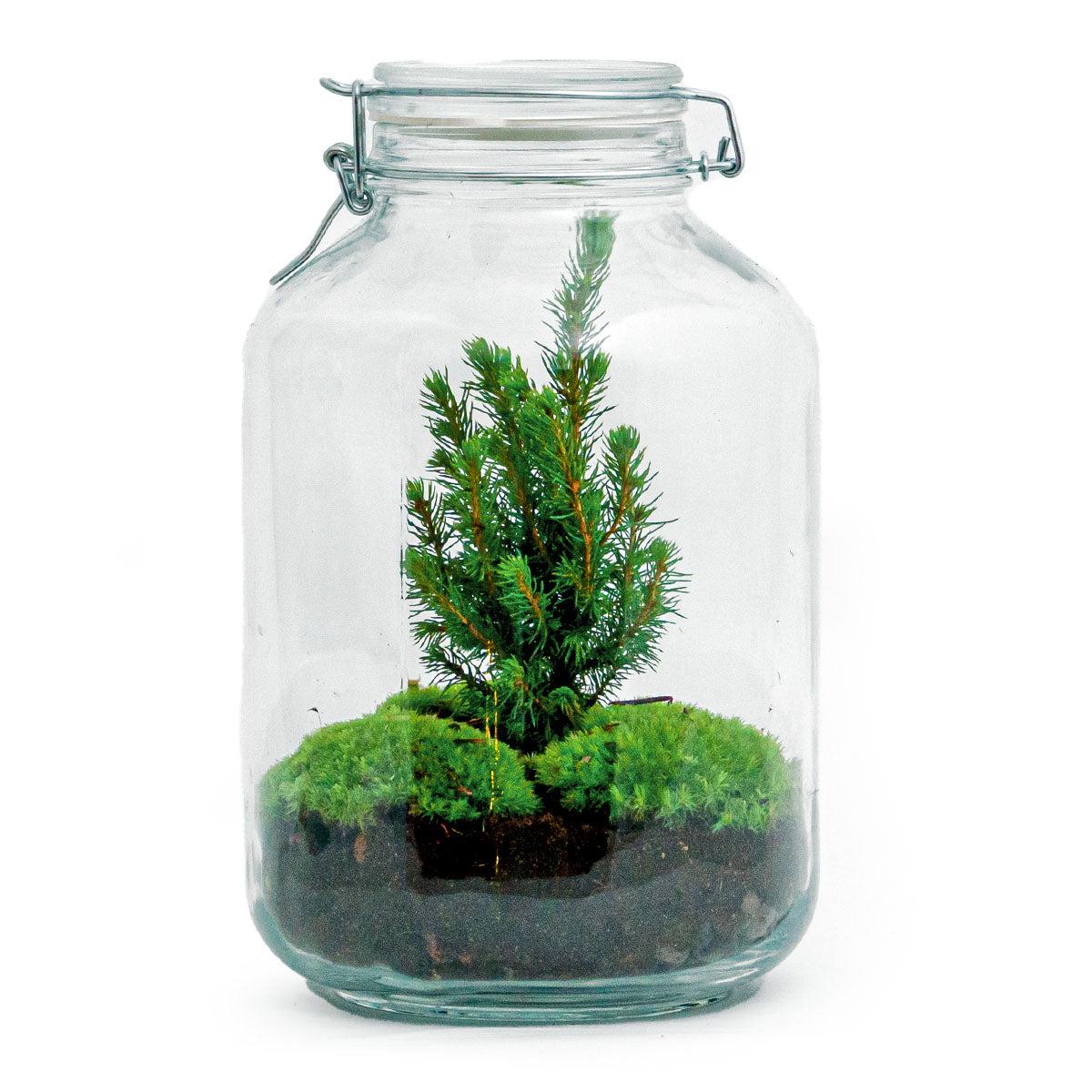 Kit terrarium de Noël avec mini sapin, jarre en verre Ø 18 cm hauteur 28 cm