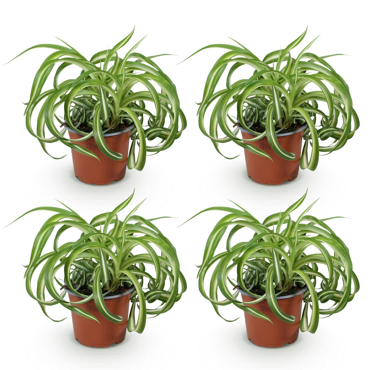 Quatre plants de Chlorophytum comosum Bonnie au lys des champs ondulé et au feuillage panaché vert et blanc, présentés dans des pots de