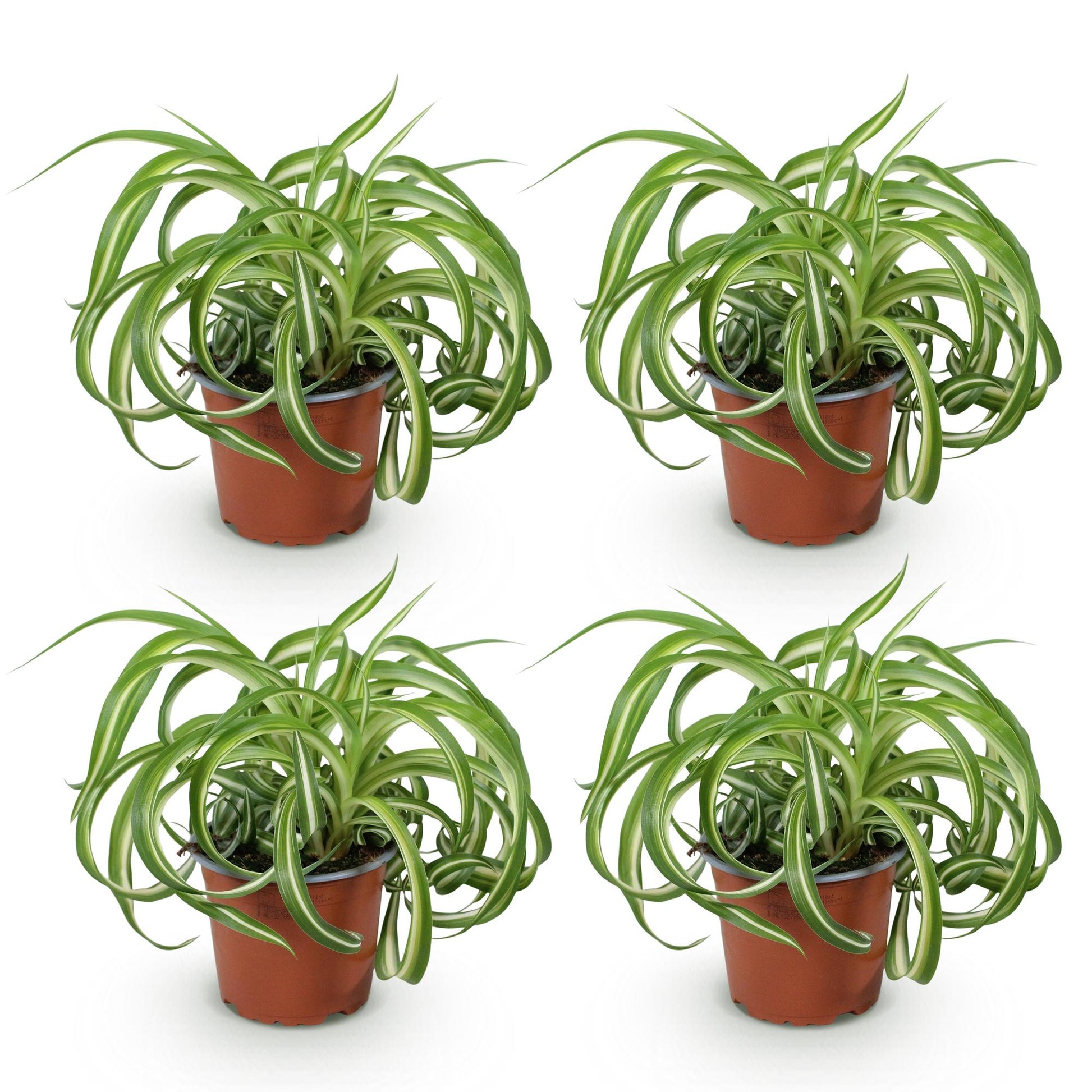 Quatre plants de Chlorophytum comosum Bonnie au lys des champs ondulé et au feuillage panaché vert et blanc, présentés dans des pots de