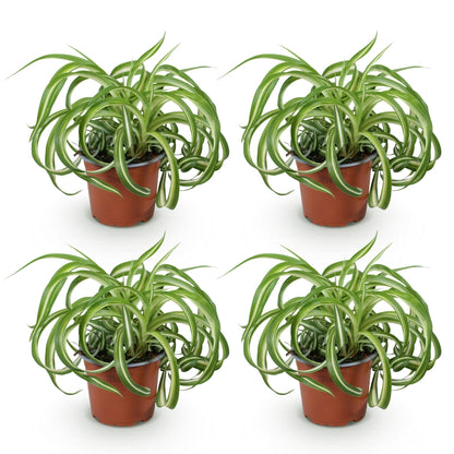 Quatre plants de Chlorophytum comosum Bonnie au lys des champs ondulé et au feuillage panaché vert et blanc, présentés dans des pots de