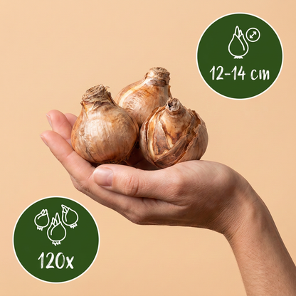 Bulbes de Narcisse a grande couronne en melange tenus dans une main, calibre 12/14, lot de 120 bulbes