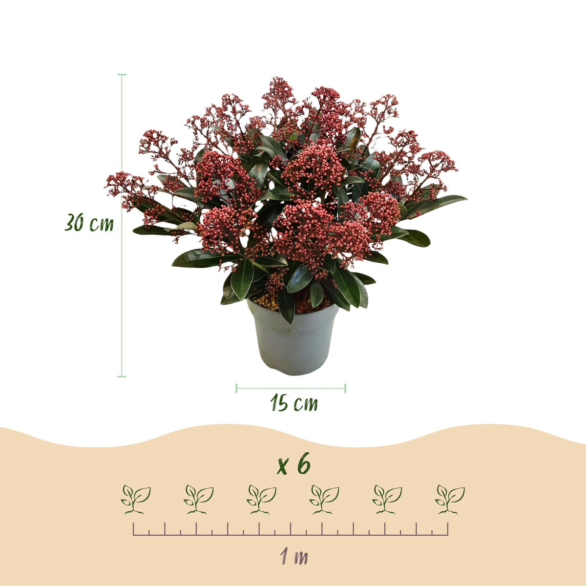 Dimensions de Skimmias en duo en pot de 15 cm