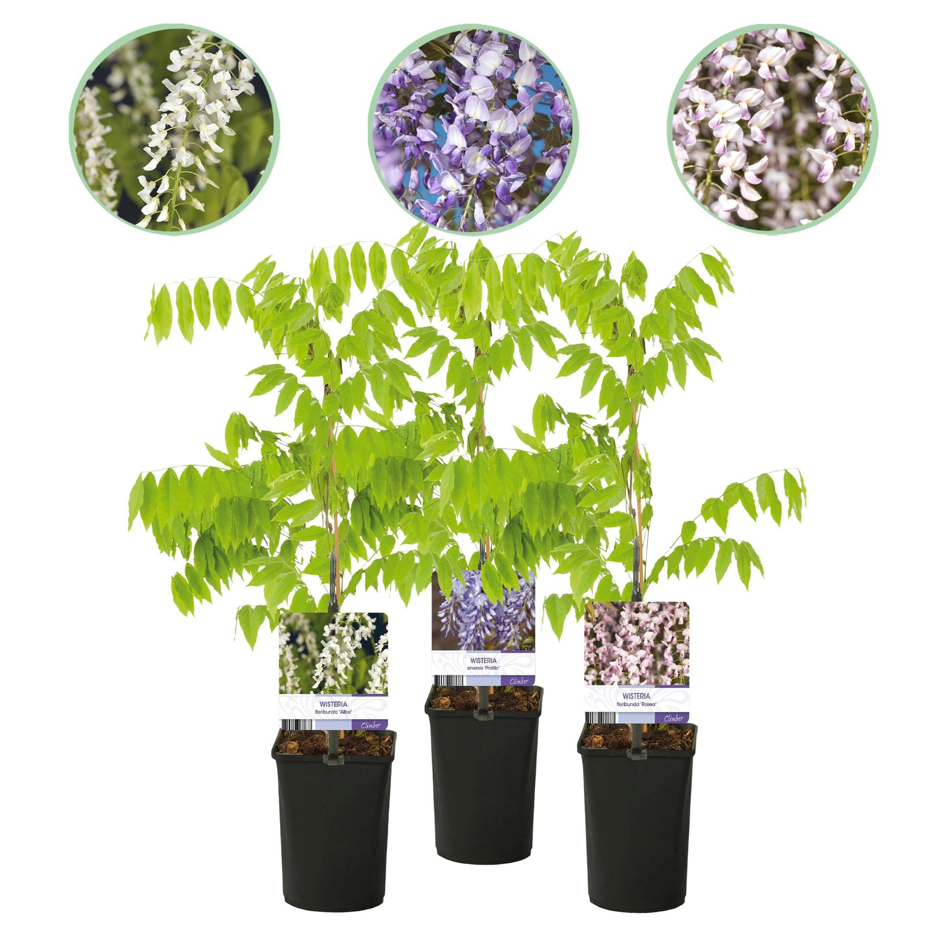 Glycine Wisteria floribunda Tricolour : 3 plants en pots alignés, avec des vignettes des fleurs bleues, roses et blanches.