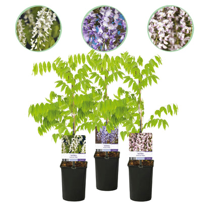 Glycine Wisteria floribunda Tricolour : 3 plants en pots alignés, avec des vignettes des fleurs bleues, roses et blanches.