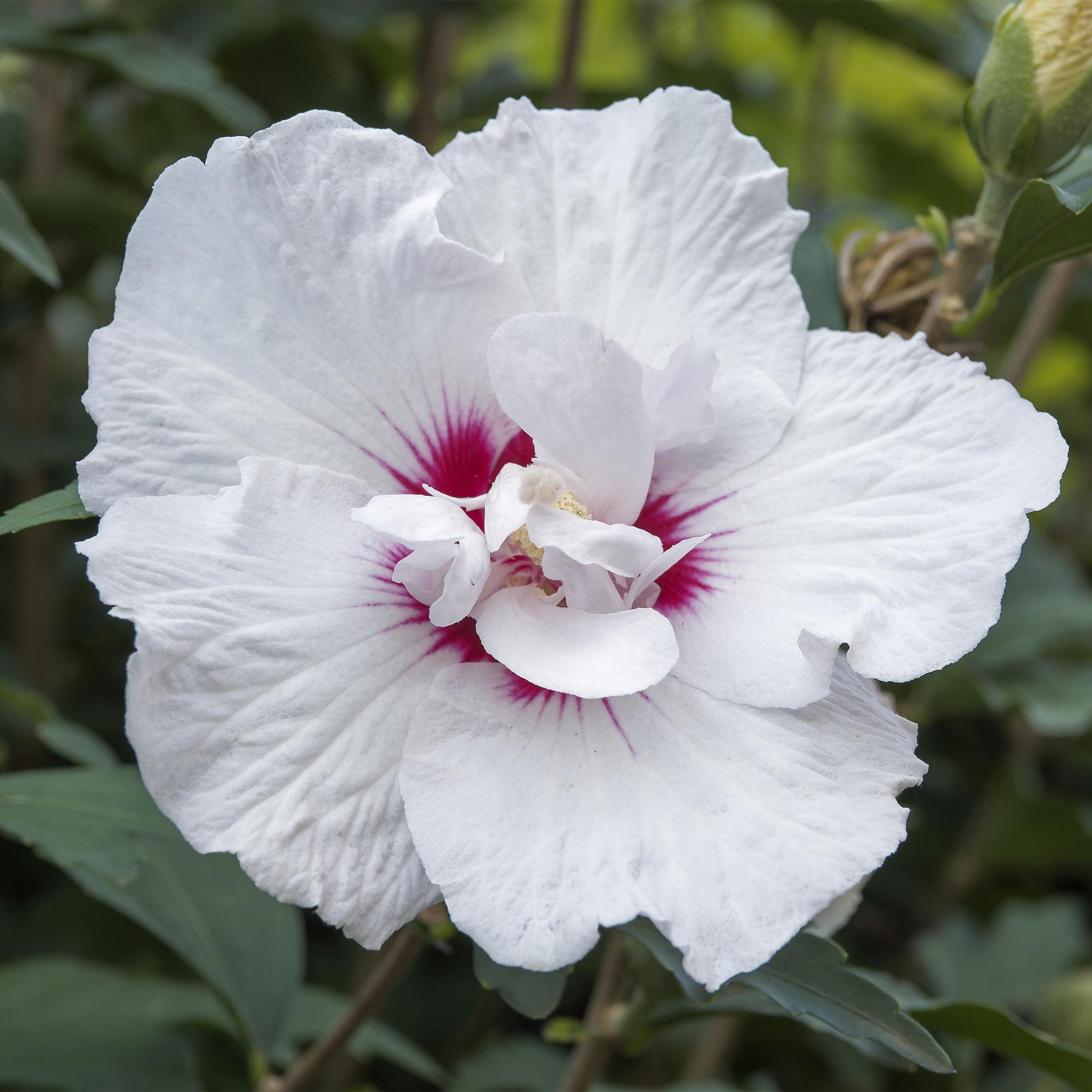 Hibiscus syriacus Starburst Chiffon® : gros plan d'une fleur blanche aux pétales froissés, avec un cœur rose-rouge intense.