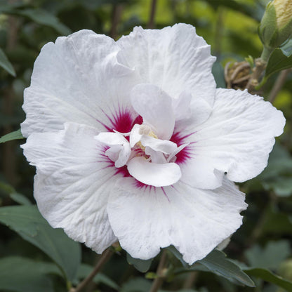 Hibiscus syriacus Starburst Chiffon® : gros plan d'une fleur blanche aux pétales froissés, avec un cœur rose-rouge intense.