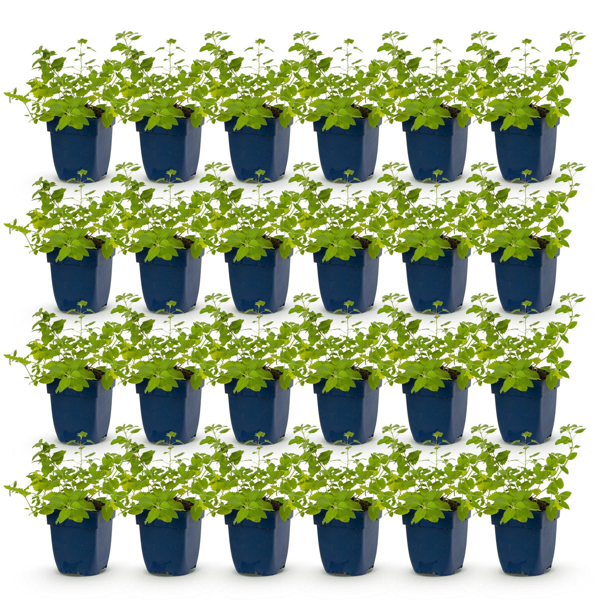 Népéta 'Walker's Low' - lot de 24 plants en pot de 11 cm