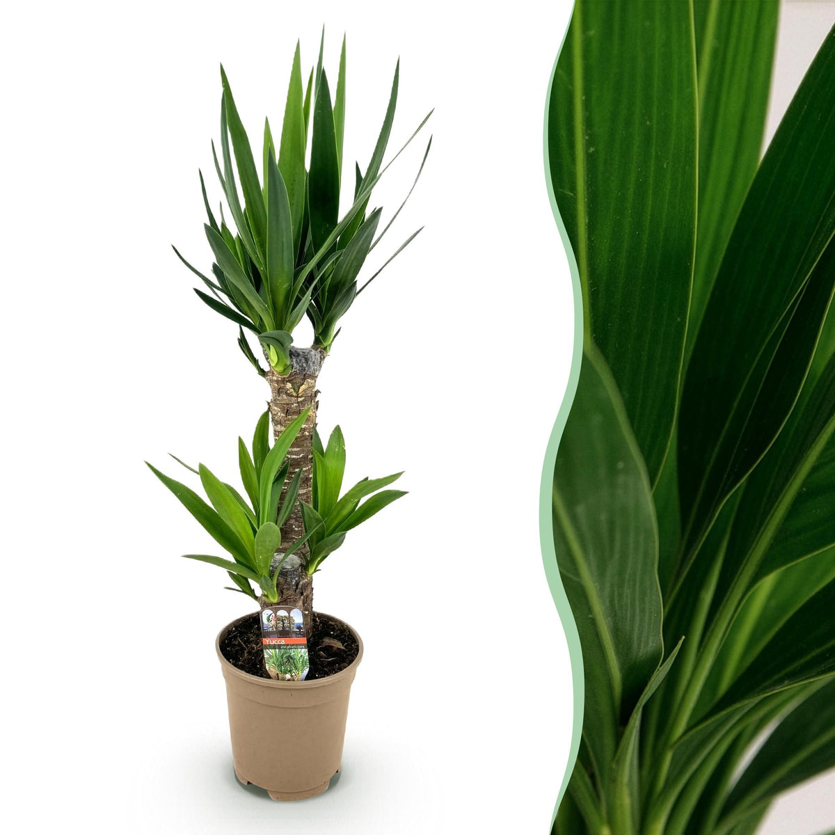 Yucca Elephantipes - Pot de 17cm - Hauteur 75cm - 1 plante