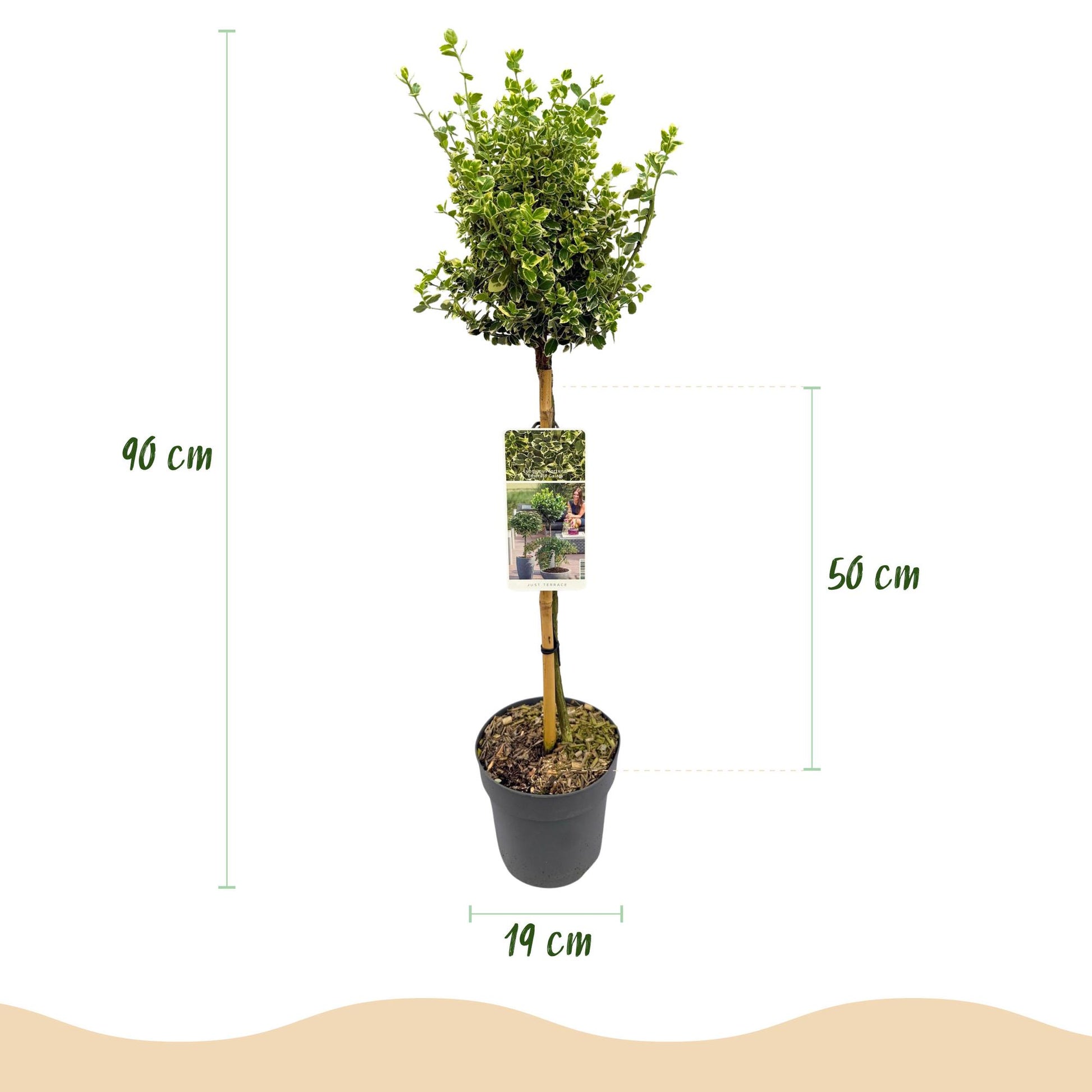 Euonymus fortunei Emerald Gaiety en pot, avec des flèches indiquant une hauteur totale de 90 cm et un pot de 19 cm de diamètre.