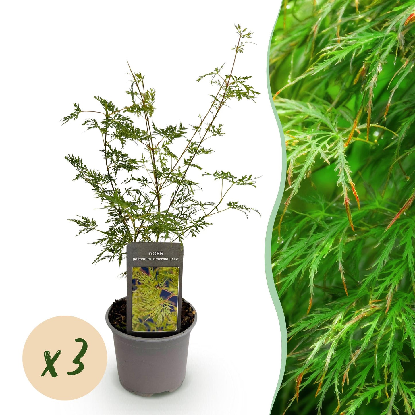 Acer palmatum Emerald Lace, jeune plant en pot, feuillage vert découpé. Bulle orange indiquant 'x3' pour un lot de 3 plants.