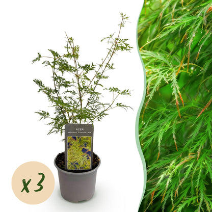 Acer palmatum Emerald Lace, jeune plant en pot, feuillage vert découpé. Bulle orange indiquant 'x3' pour un lot de 3 plants.