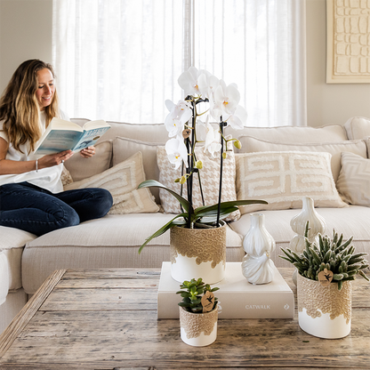 Orchidée Phalaenopsis blanche en pot