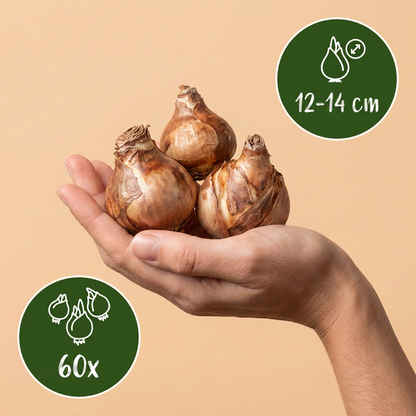 Bulbes de Narcisse 'Carlton' tenus dans une main, calibre 12-14 cm, lot de 60 bulbes.