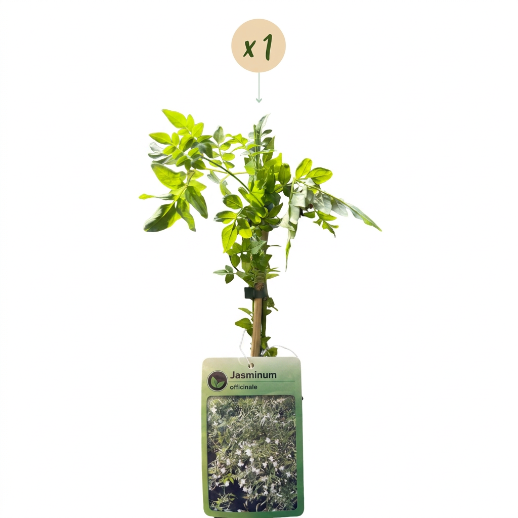 Jasmin officinal (Jasminum officinale) - grimpante parfumée