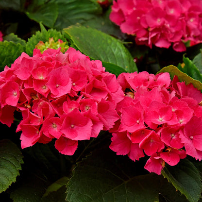 Hortensia de jardin (Hydrangea macrophylla), arbuste fleuri rustique, Pot 17 cm, Hauteur 30 cm