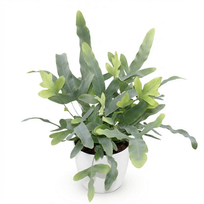 Plante d'intérieur - Phlebodium aureum Blue Star - Fougère Bleue - Plante Amie des Animaux - Bleu - 1 Plante - avec Potter Blanc - Pot 12cm - Hauteur 25cm