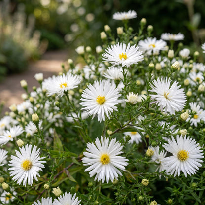 Aster 'Schneekissen' en pleine floraison, un tapis de fleurs blanches à cœur jaune, attirant les abeilles et les papillons dans un jardin lu