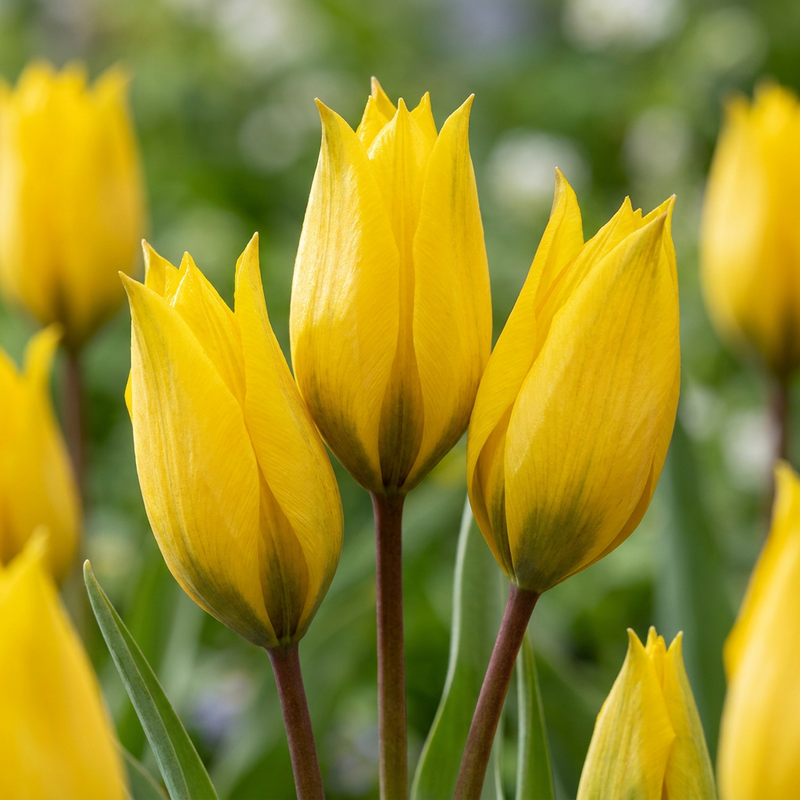 Tulipe des bois (Tulipa) - calibre 5/6