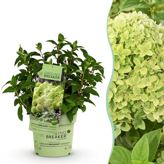 Hydrangea panniculata Groundbreaker Greeny : Un jeune plant en pot et un gros plan sur ses fleurs crème luxuriantes.