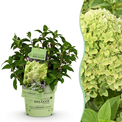 Hydrangea panniculata Groundbreaker Greeny : Un jeune plant en pot et un gros plan sur ses fleurs crème luxuriantes.
