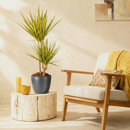 Plantes d'intérieur - Dracaena Sunray - Arbre à dragon - Peu d'entretien- Vert - jaune - 1 Plante - avec Pot Gris - Pot 21cm - Hauteur 90-100cm