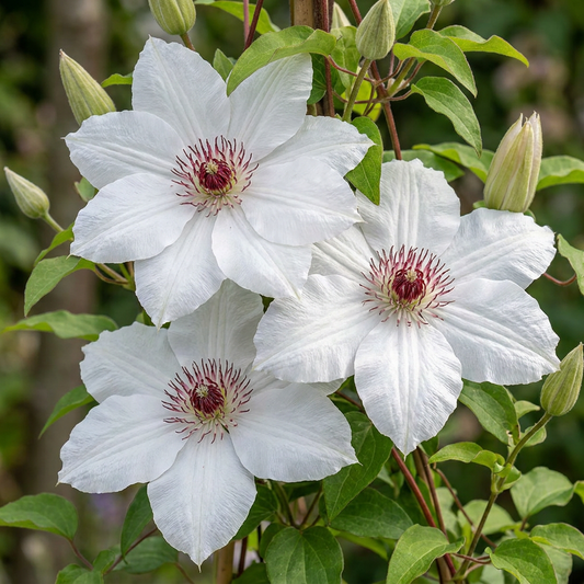 Clématite 'Miss Bateman' (Clematis) - grimpante à grandes fleurs blanches