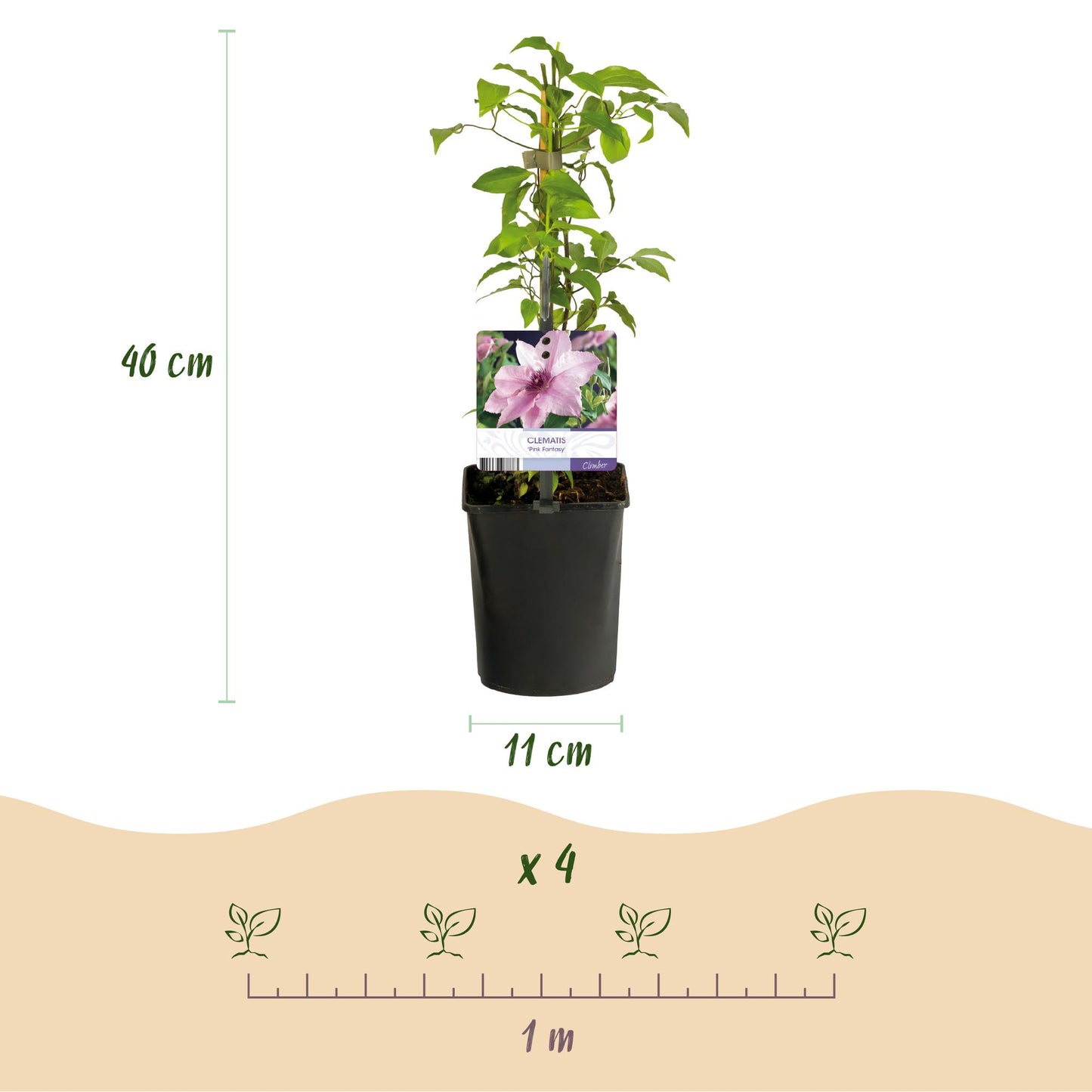 Clématite Pink Fantasy : infographie montrant un plant de 40 cm de haut en pot de 11 cm, et une règle d'espacement de 1 m entre 4 plants.