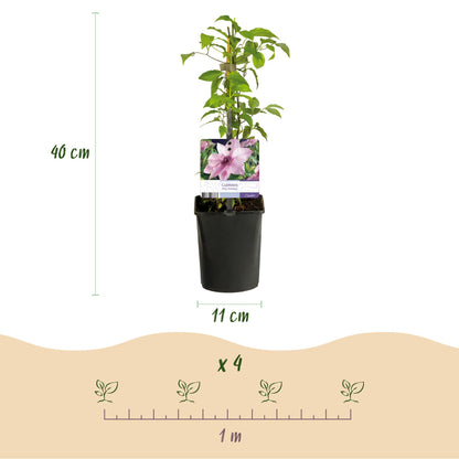 Clématite Pink Fantasy : infographie montrant un plant de 40 cm de haut en pot de 11 cm, et une règle d'espacement de 1 m entre 4 plants.