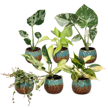 Bébés plantes rares en pot de 6 cm, 6 plantes, cache-pot cuivre et turquoise