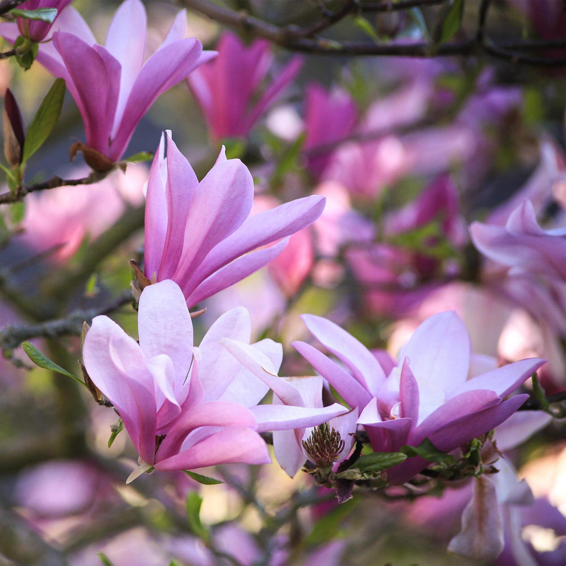 Magnolia Betty. Gros plan sur les magnifiques fleurs rose et pourpre épanouies de cet arbuste de jardin.