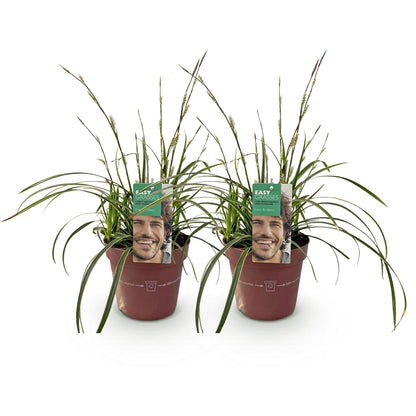 Carex morrowii Ice Dance. Deux plants de graminées ornementales, feuillage panaché vert et blanc, en pots marrons sur fond blanc.