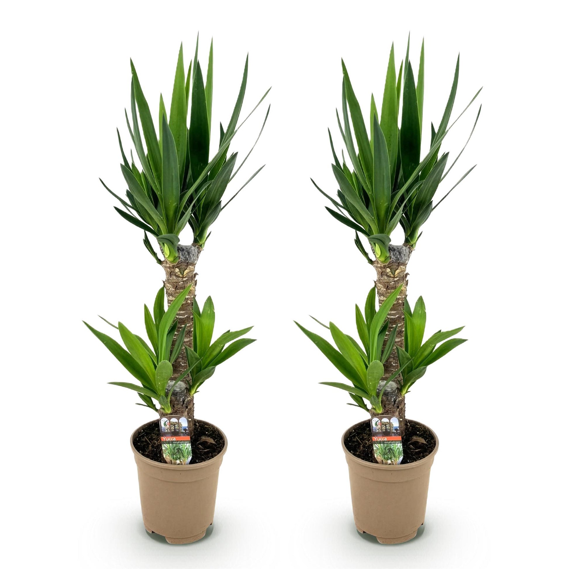 Deux Yucca Elephantipes avec leurs troncs nus et leurs bouquets de feuilles vertes pointues, chacun dans un pot de culture marron