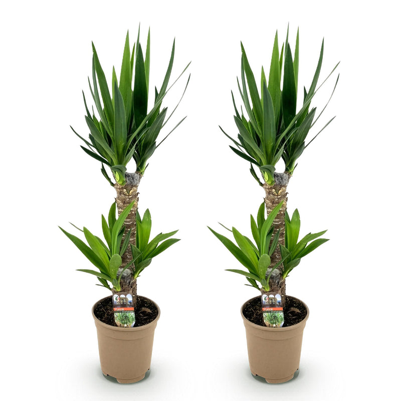 Yucca Elephantipes - Pot de 17cm - Hauteur 75cm