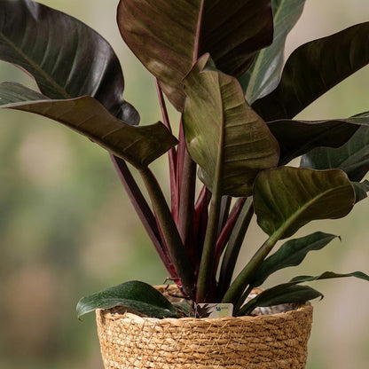Plante d'intérieur - Philodendron - Philodendron Imperial Red - Rouge - Entretien facile - 1 Plante - avec Panier - Pot 19cm - Hauteur 60cm