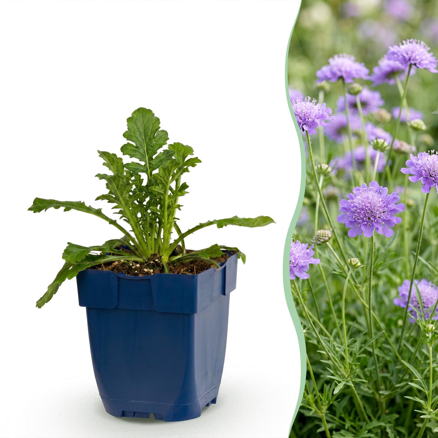 Scabiosa col. Butterfly Blue, fleur de pigeon. Un jeune plant en pot bleu sur fond blanc, juxtaposé à des fleurs mauves épanouies.