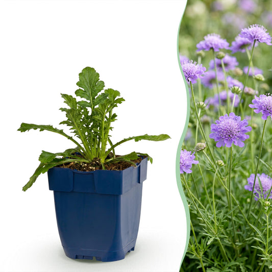 Scabiosa col. Butterfly Blue, fleur de pigeon. Un jeune plant en pot bleu sur fond blanc, juxtaposé à des fleurs mauves épanouies.