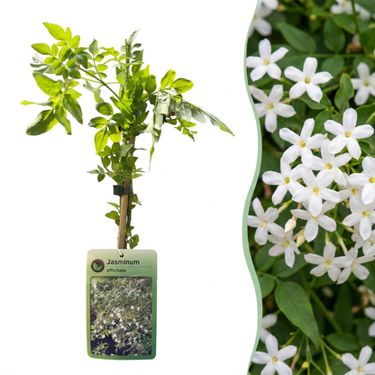 Jasmin officinal (Jasminum officinale) - grimpante parfumée