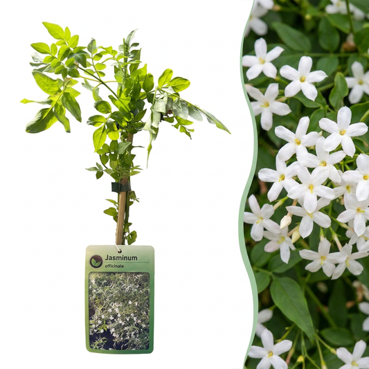 Jasmin officinal (Jasminum officinale) - grimpante parfumée