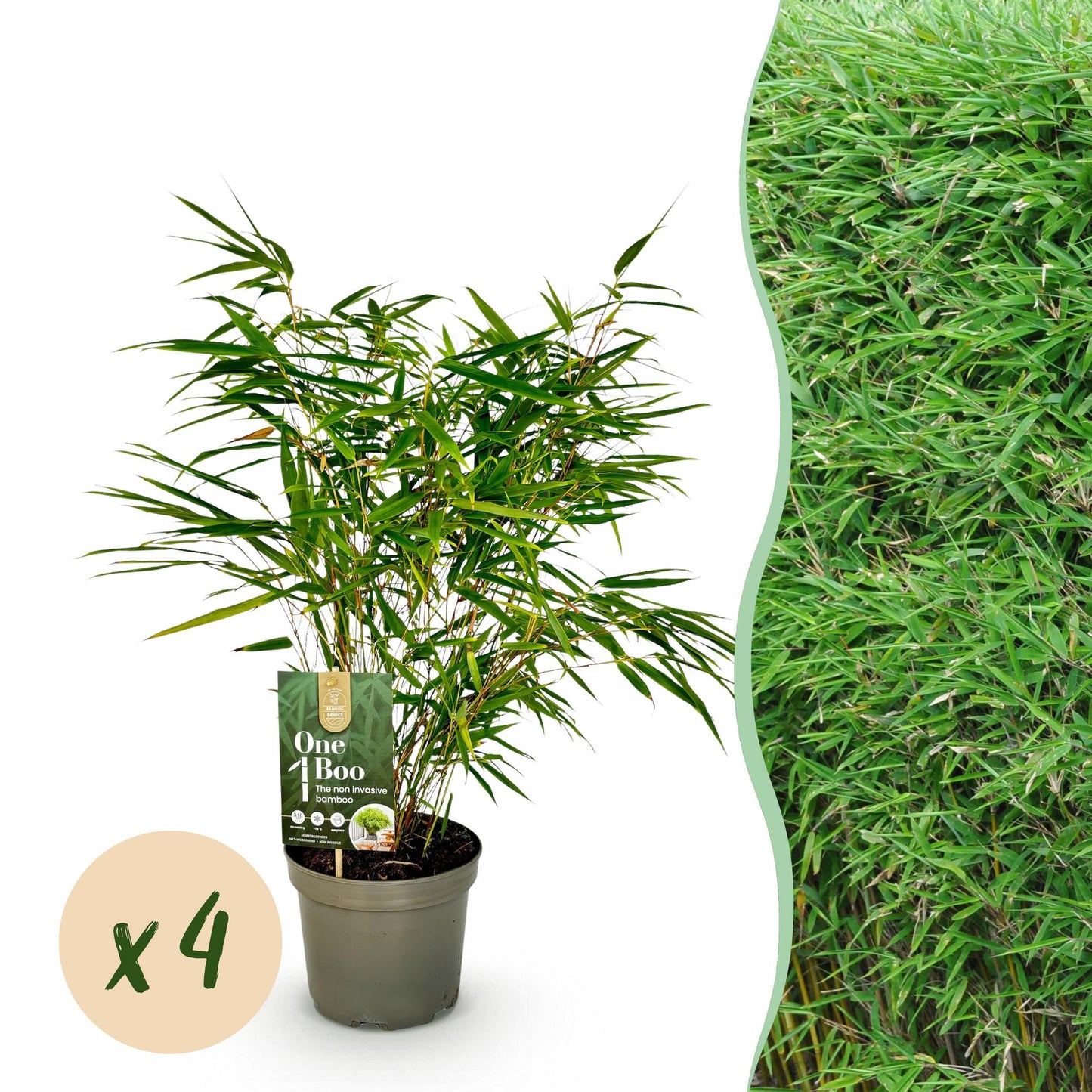 Bambou Fargesia rufa : plant en pot avec bulle "x4" pour un lot de 4 plantes, et vue sur une haie fournie de Fargesia rufa.