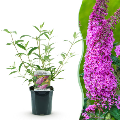 Buddleja davidii Pink Delight : jeune plant en pot à gauche, et gros plan des longues fleurs tubulaires rose vif d'un arbre à papillons adul