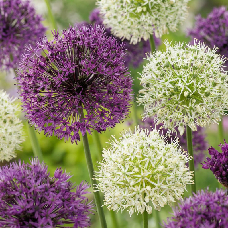 Ail d'ornement en mélange pourpre et blanc (Allium) - floraison estivale - calibre 10/12