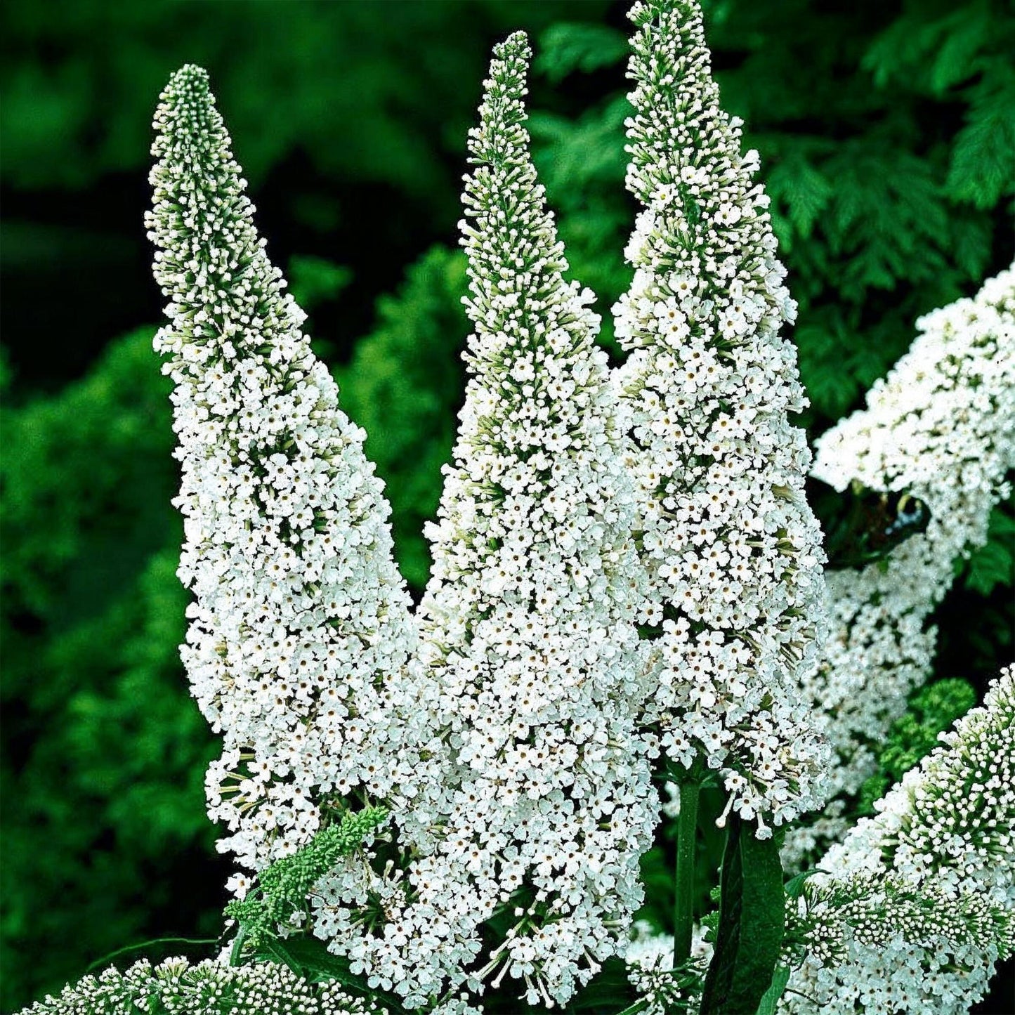 Buddleja davidii White Profusion, arbre à papillons, en gros plan, montrant de larges panicules de petites fleurs blanches délicates.