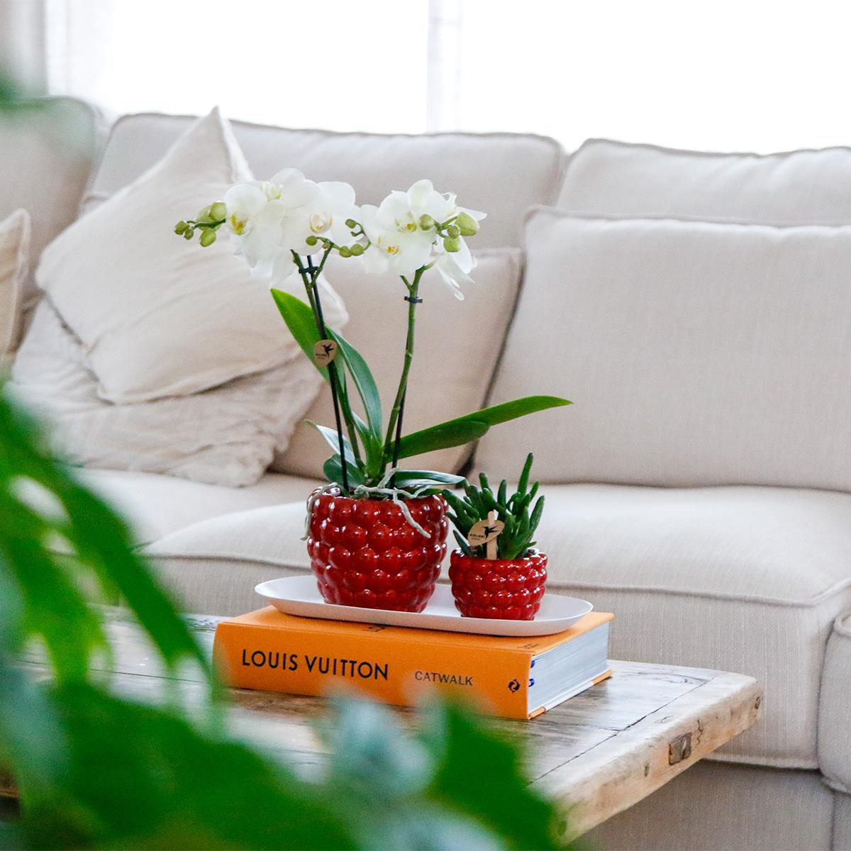 Orchidée Phalaenopsis blanche en pot