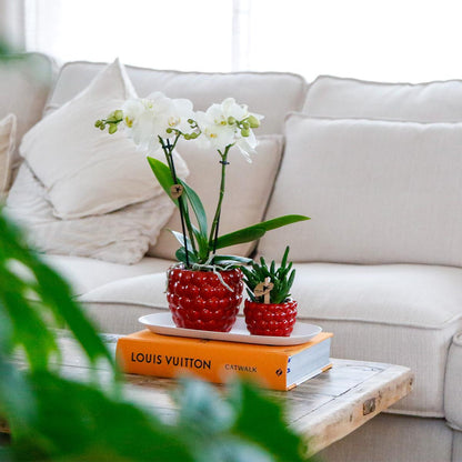 Orchidée Phalaenopsis blanche en pot
