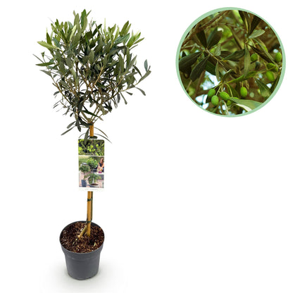 Olea Europaea sur tige : jeune olivier en pot de 19 cm, hauteur 90 cm, feuillage vert olive. Gros plan circulaire sur des olives vertes.
