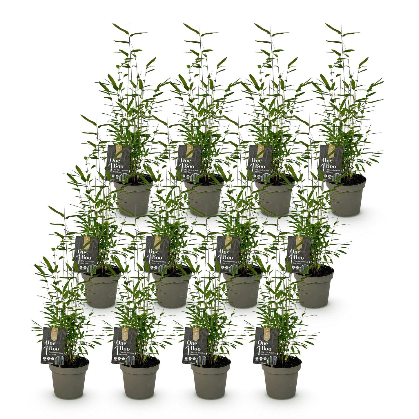 Bambou Fargesia Black Dragon : lot de plusieurs jeunes plants en pot gris, avec étiquettes One Boo, sur fond blanc uni.
