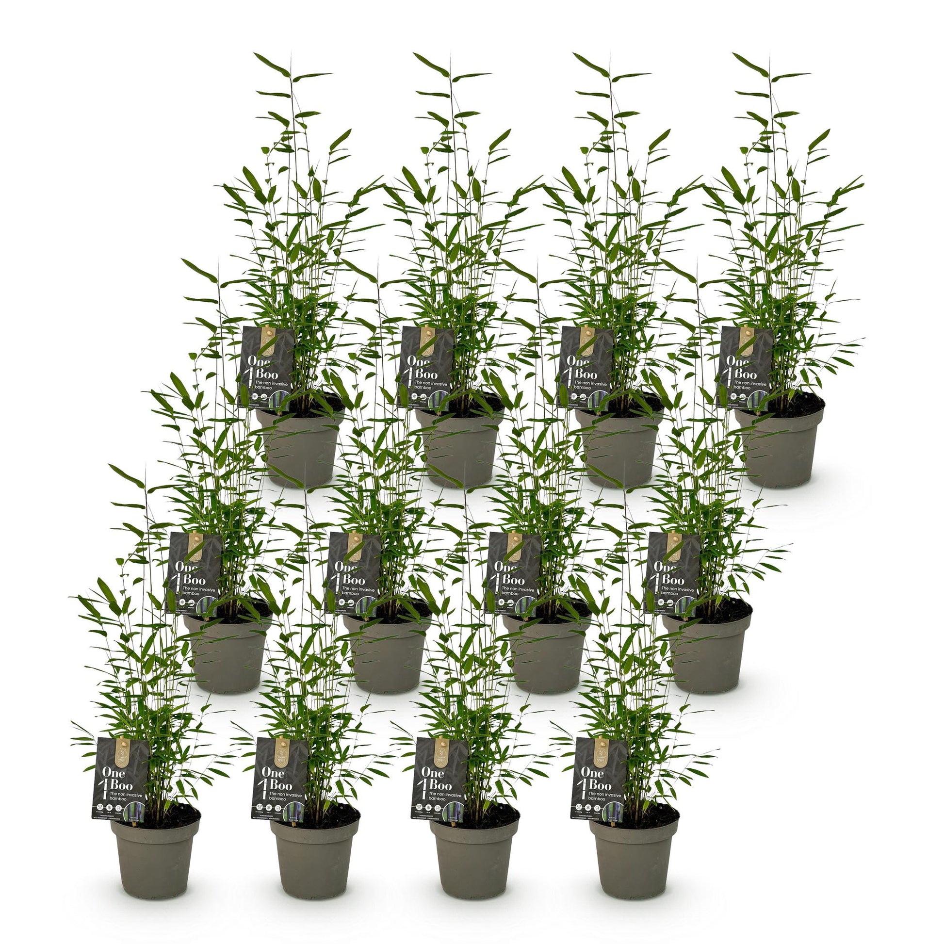 Bambou Fargesia Black Dragon : lot de plusieurs jeunes plants en pot gris, avec étiquettes One Boo, sur fond blanc uni.
